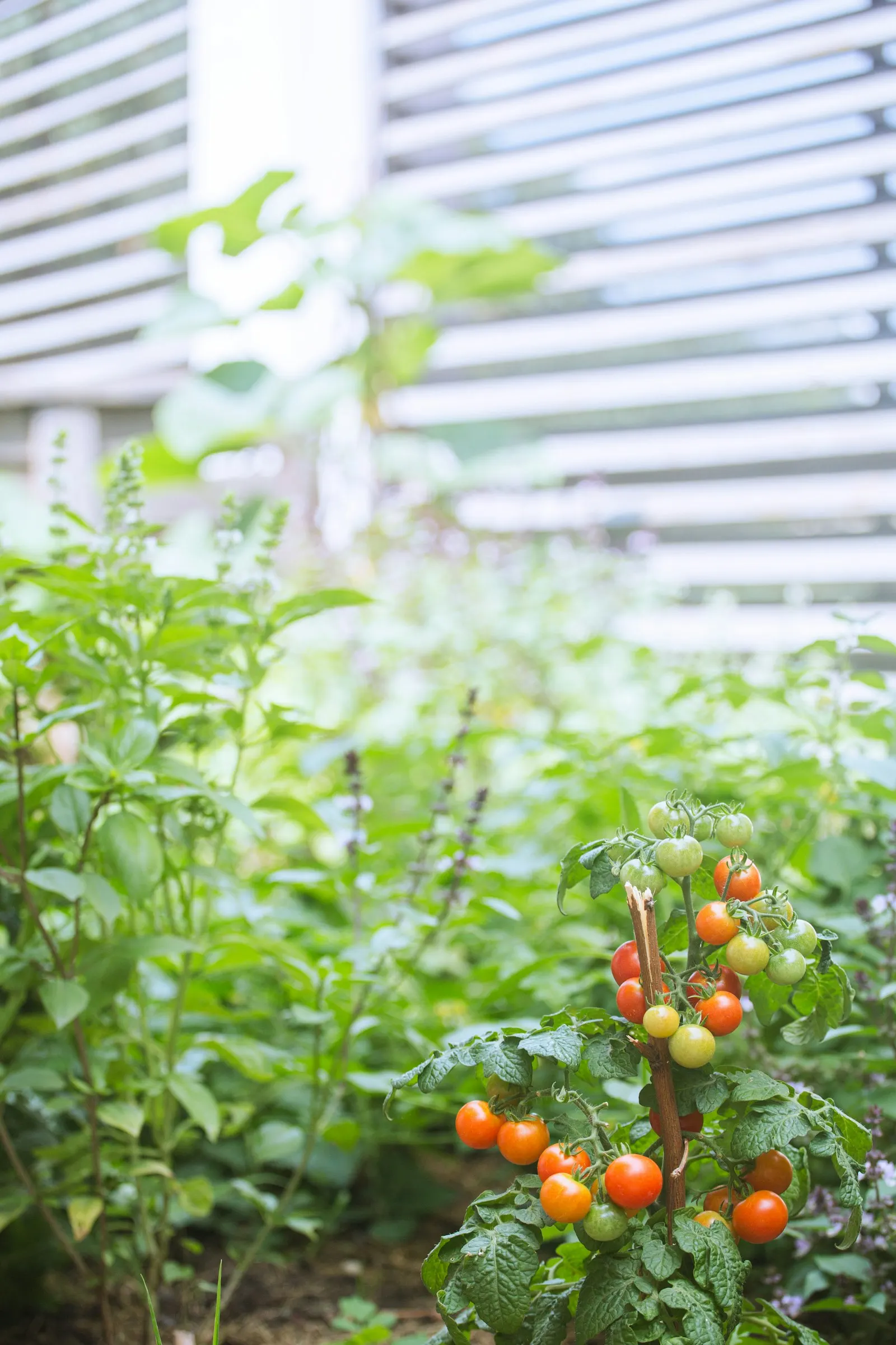 Tomato plants growing alongside other vegetables in a garden bed
