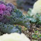 Rows of purple and green kale growing in a garden bed