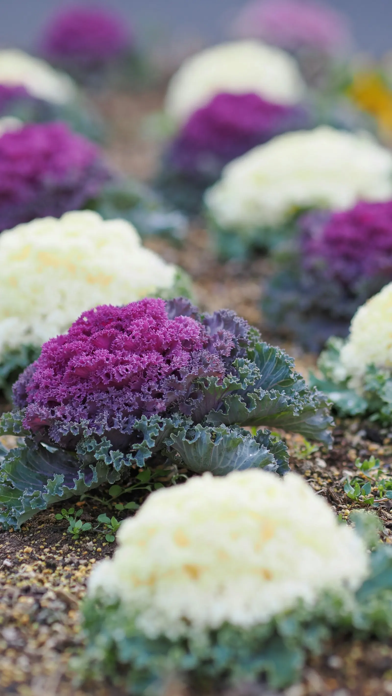 Rows of purple and green kale growing in a garden bed