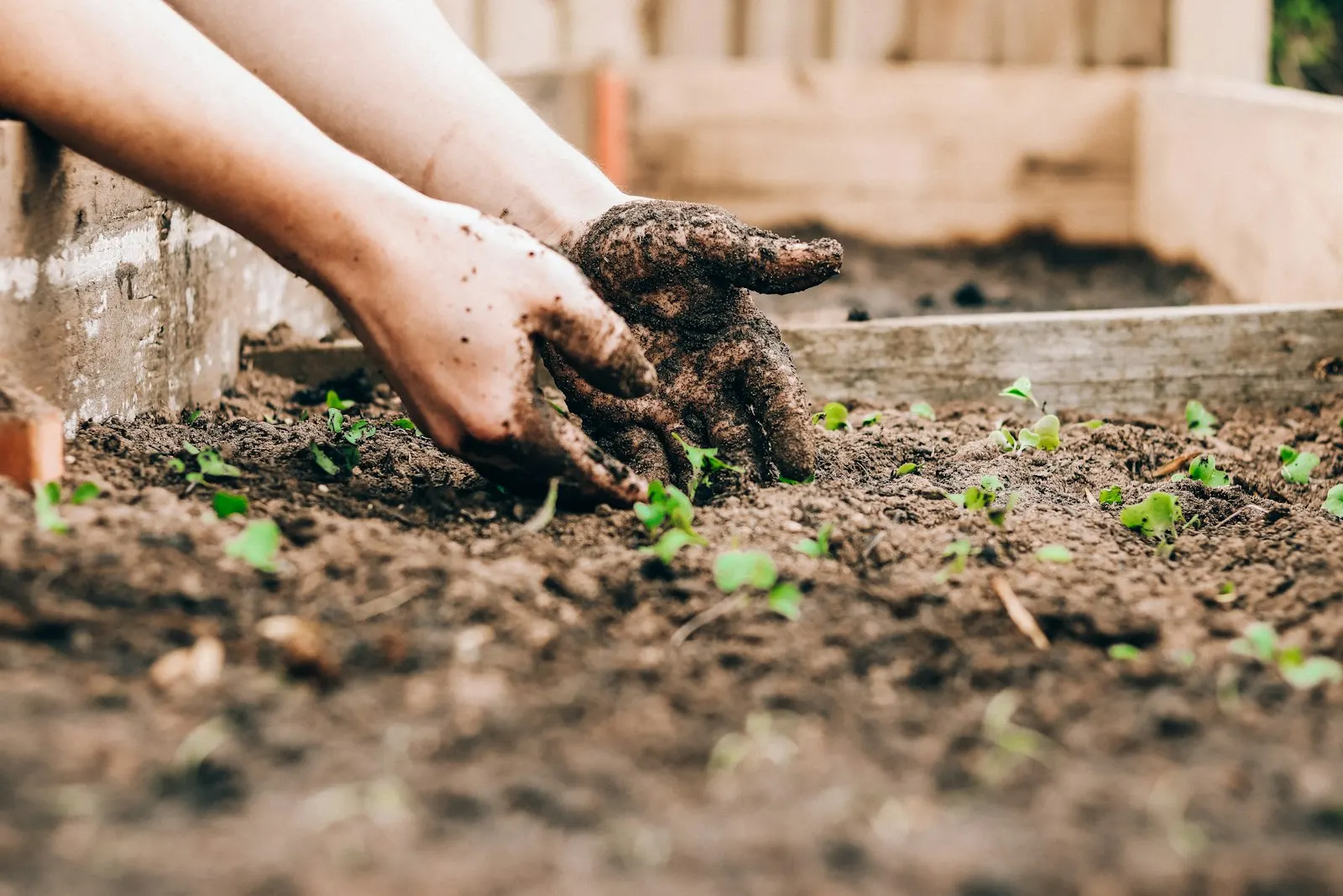 Hands planting a seedling into garden soil