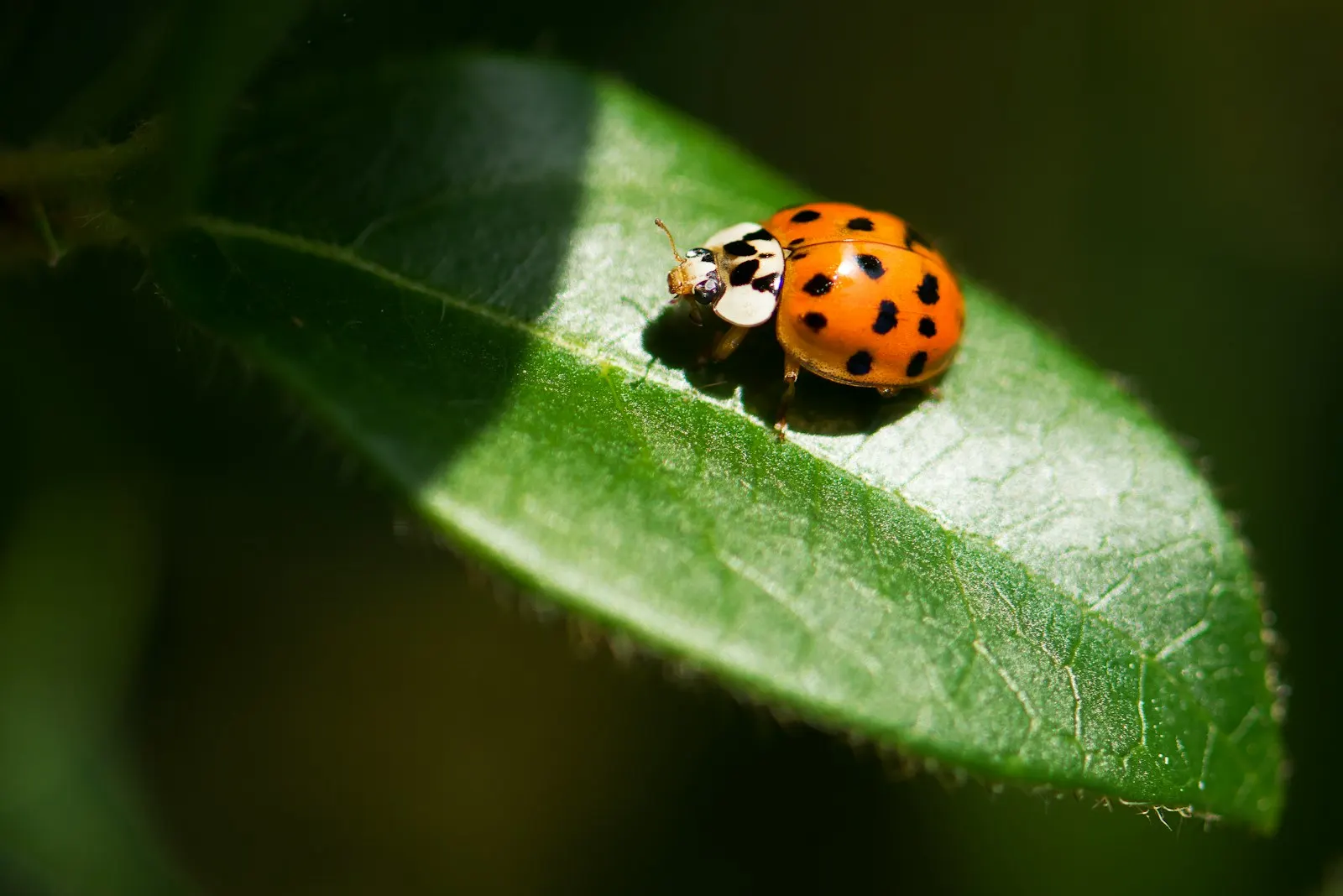 A ladybug resting on a green leaf