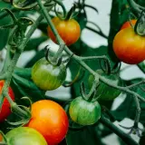 Ripe and unripe tomatoes hanging on the vine