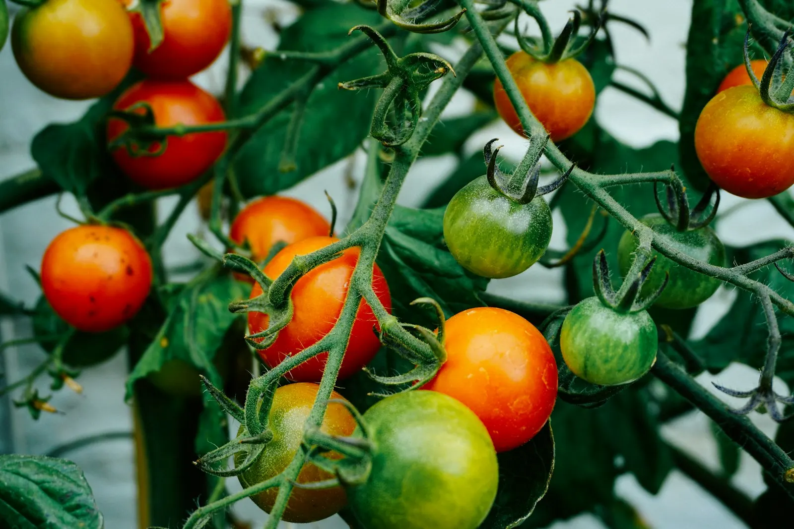 Ripe and unripe tomatoes hanging on the vine