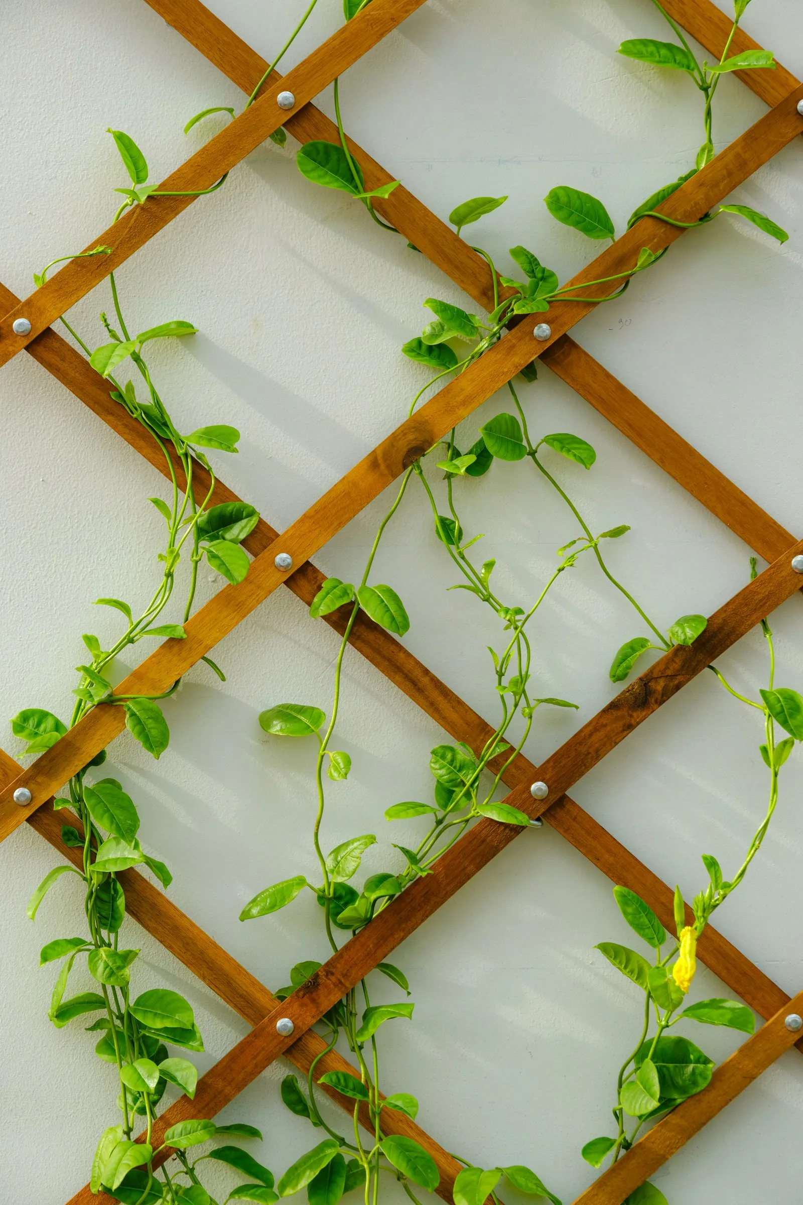 Green vines climbing up a wooden lattice trellis